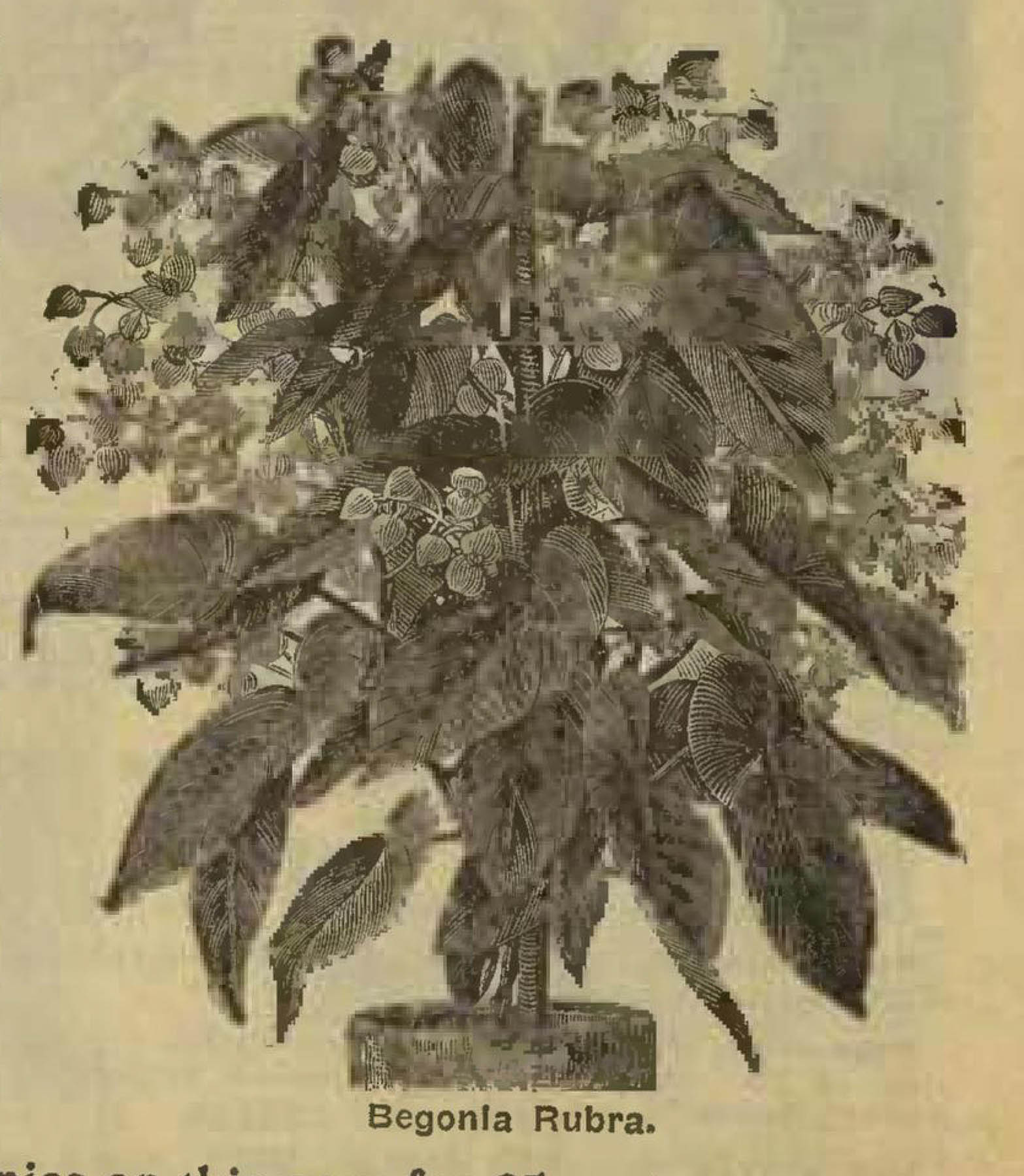 B. ‘Rubra’